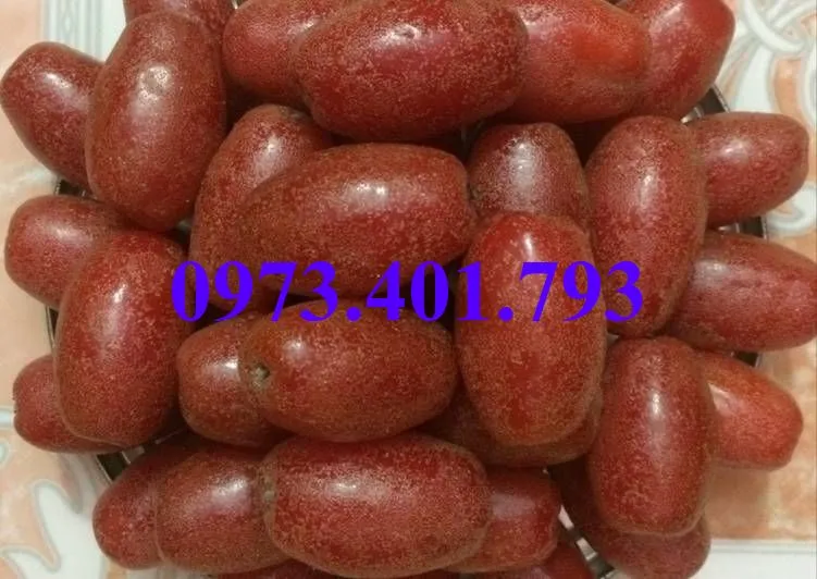 nhót ngot8_result.webp