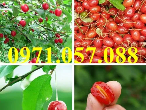 Nhót ngọt_result.webp