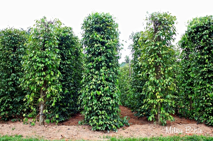 Mô hình cây tiêu kết hợp cọc cừ tràm