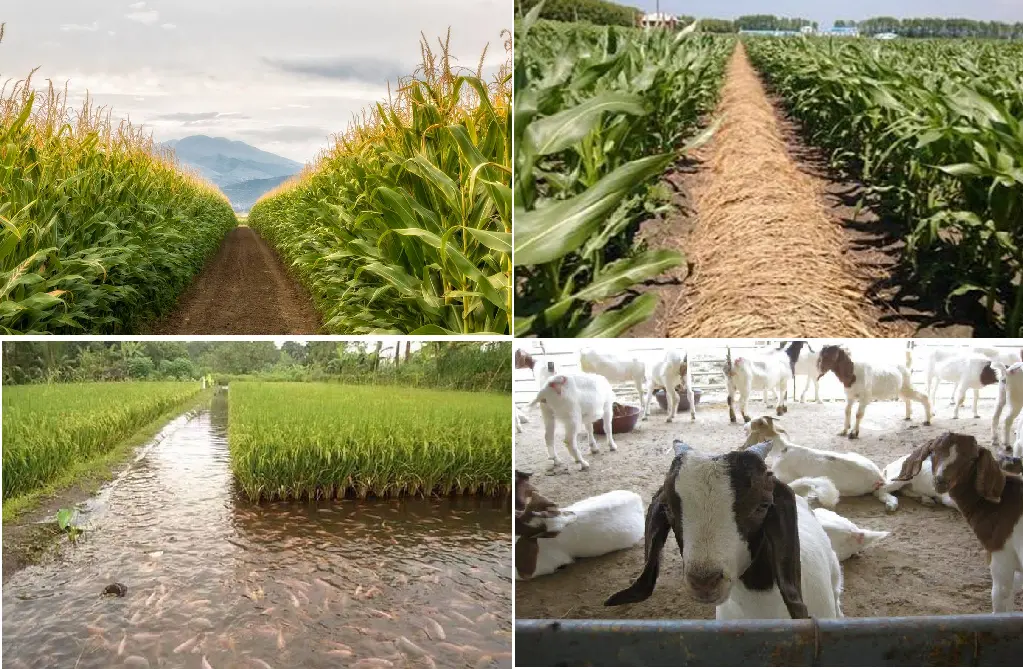 NÔNG NGHIỆP HIỆN ĐẠI ĐỊNH HƯỚNG THEO MÔ HÌNH CHUỔI SẢN XUẤT TNC ( Trồng trọt - Nấm - Chăn nuôi )