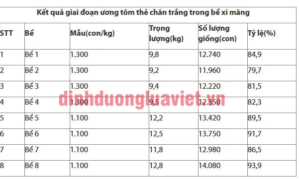 nuoi tom the chan trang trong be xi mang.webp