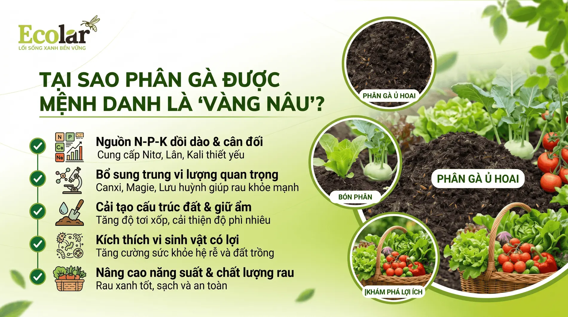 oc-menh-danh-la-vang-nau-cho-vuon-rau_6984ced94c034e1c971d8238b9654fae (1).webp