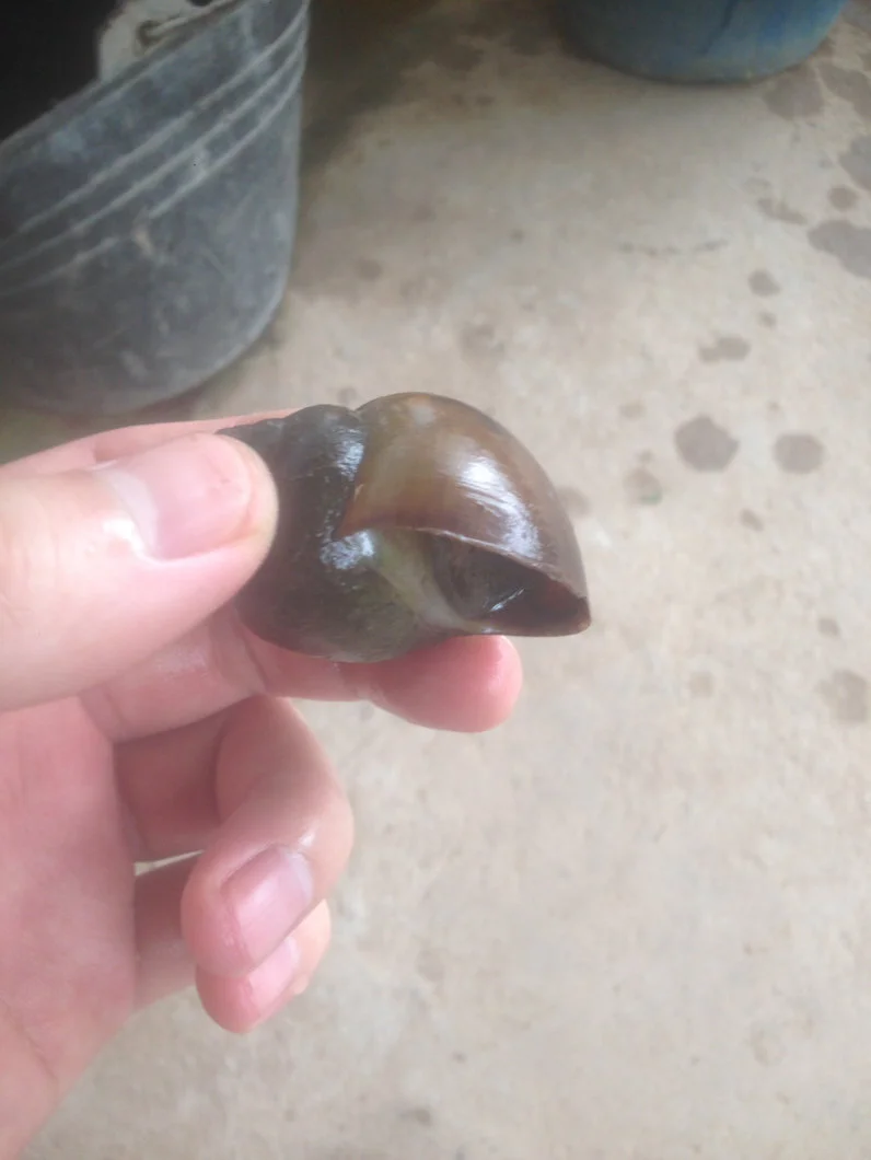 Ốc Nhồi Miền Bắc Lai Ốc Bươu vàng