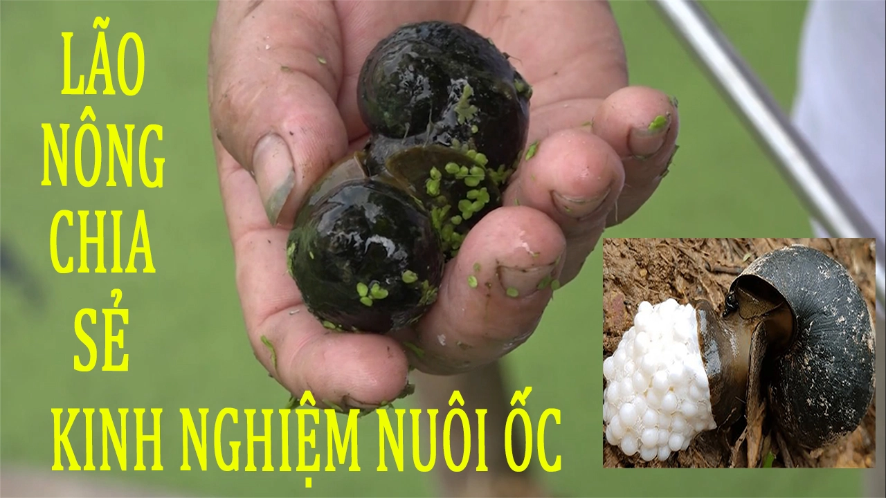 Chia sẻ kinh nghiệm nuôi ỐC NHỒI