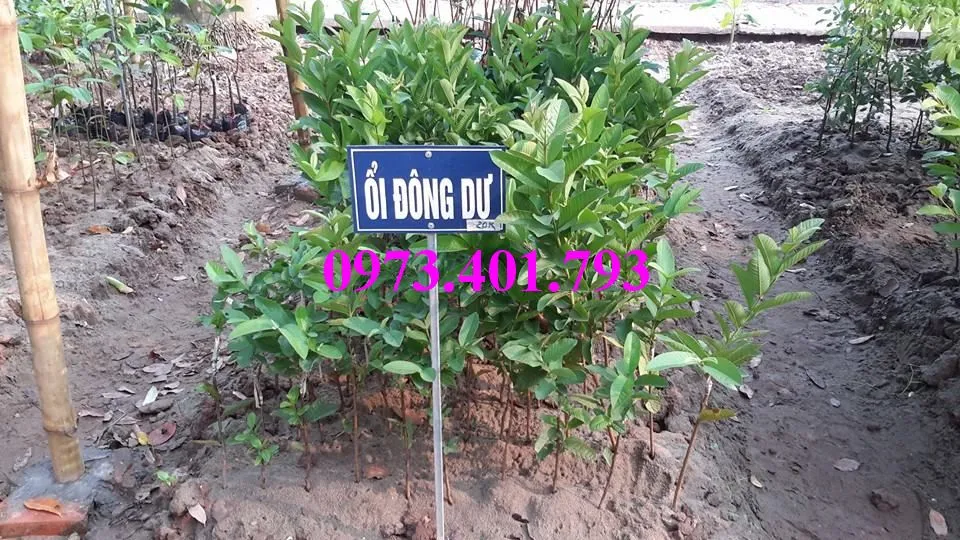 ổi bon mua4_result.webp