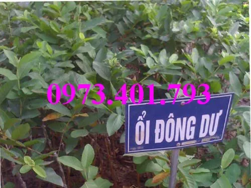 ổi bon mua5_result.webp