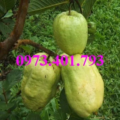 ổi không hạt3_result.webp