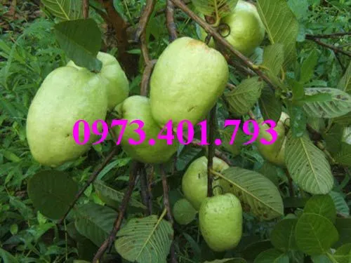 ổi không hạt_result.webp