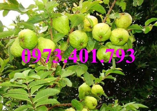 ổi nu hoang1_result.webp