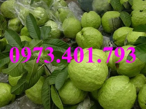 ổi nu hoang2_result.webp