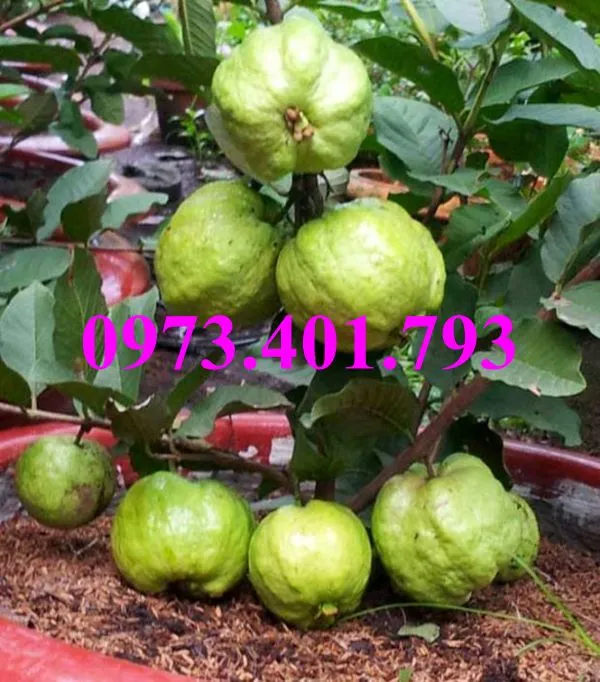 ổi nu hoang3_result.webp