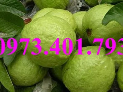 ổi nu hoang4_result.webp