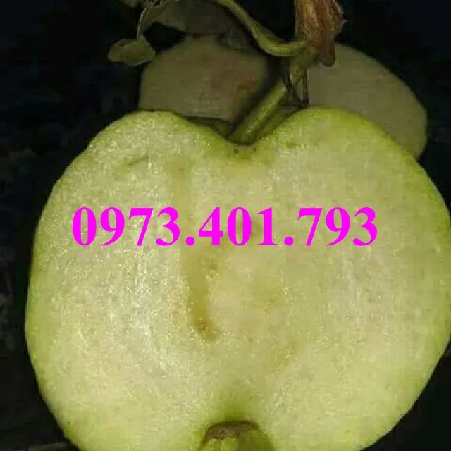 ổi nu hoang5_result.webp