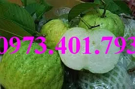 ổi nu hoang9_result.webp