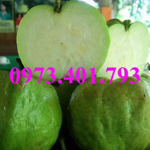 ổi nu hoang_result.webp