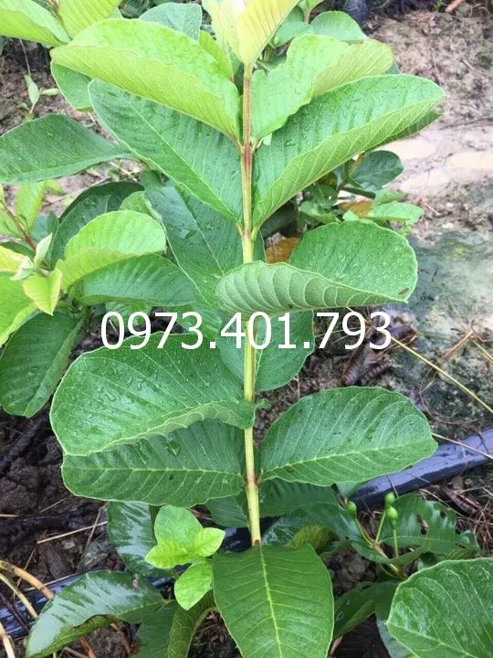 ổi ru bi3_result.webp