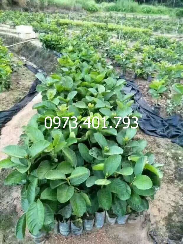 ổi ru bi_result.webp