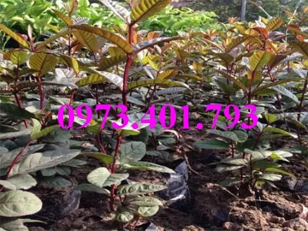 ổi  tim11_result.webp