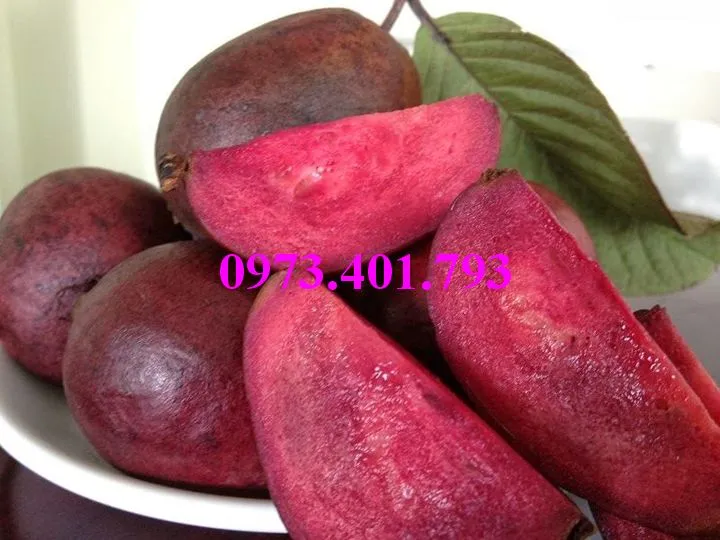 ổi  tim1_result.webp