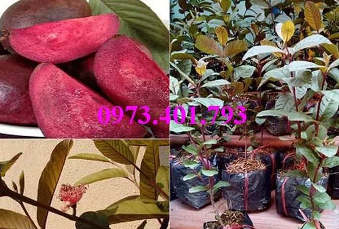 ổi  tim2_result.webp