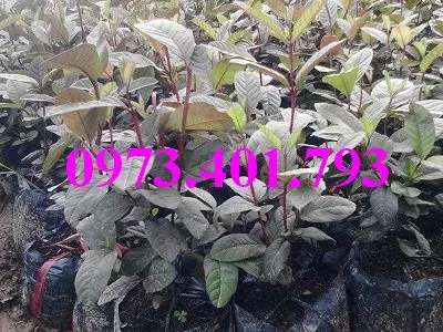 ổi  tim3_result.webp