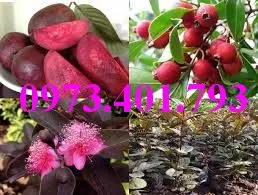 ổi  tim4_result.webp