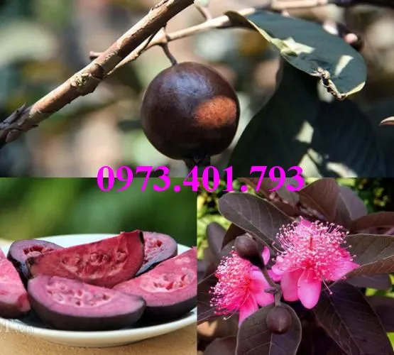 ổi  tim6_result.webp