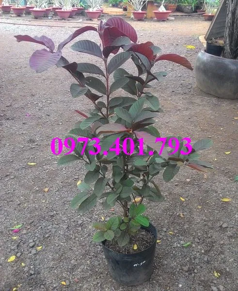 ổi  tim7_result.webp