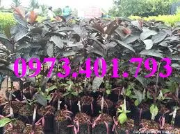 ổi  tim8_result.webp