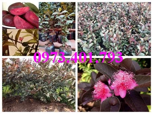 ổi  tim9_result.webp