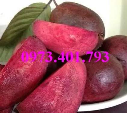 ổi  tim_result.webp