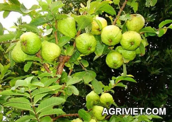 Giống Ổi Đài Loan Lai Lê