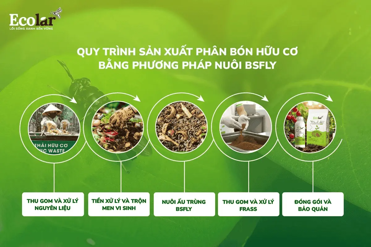 on-huu-co-bang-phuong-phap-nuoi-bsfly_e082d8d54d804fa59734213c9e7f4f58 (1).webp