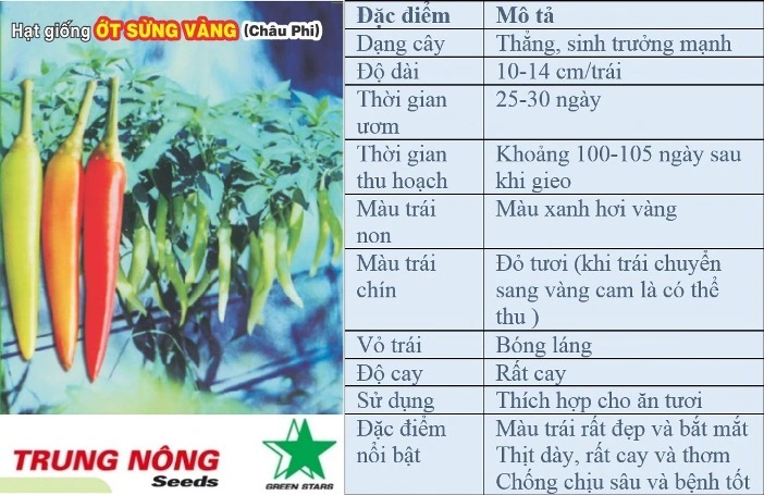 Em cần tư vấn trồng 3000m2 ỚT sừng vàng châu phi