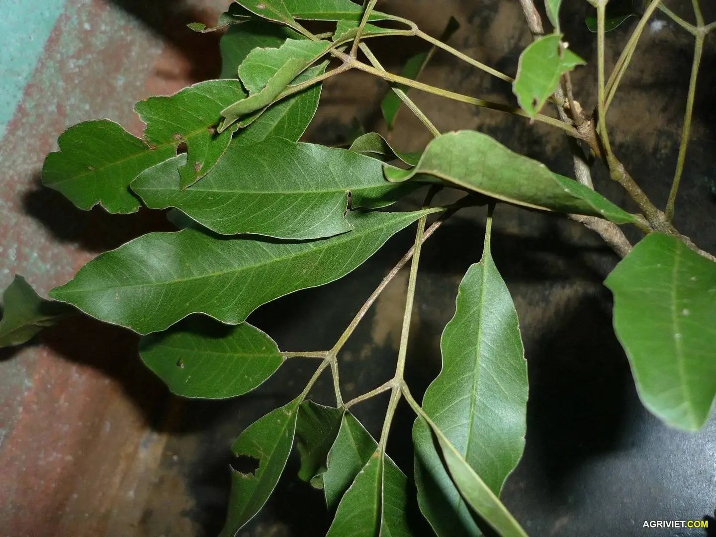 Cho mình hỏi đây là cây gì???