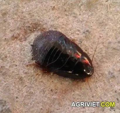 Con này là gián đất phải không các bác