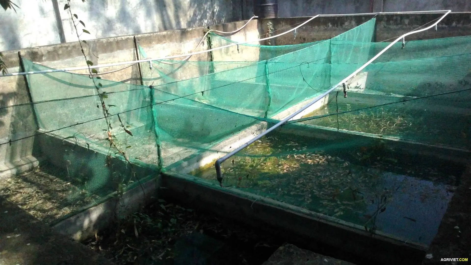 Hồ như này nuôi được những con gì dễ bán