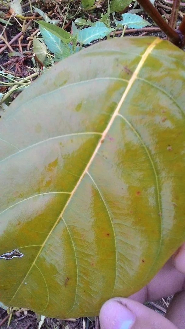 Tư vấn trị bệnh trên cây mít