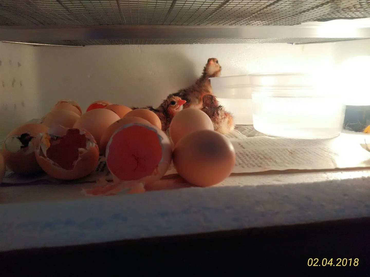 P_20180204_120452_1_p - Copy.webp