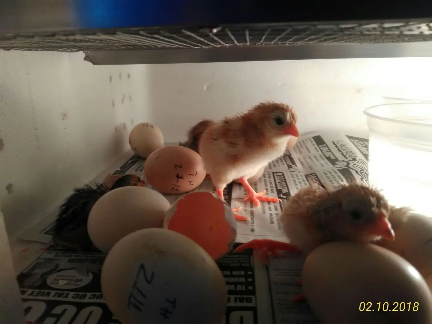 P_20180210_181122_1_p - Copy.webp