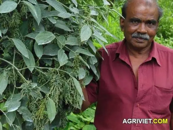 Ở Việt Nam có giống Tiêu này chưa ?