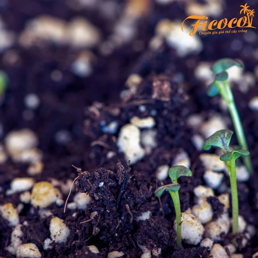 Perlite ficoco 10. 9.31.48 AM.webp