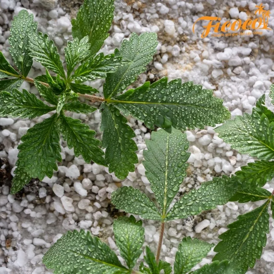 Perlite ficoco 10...webp