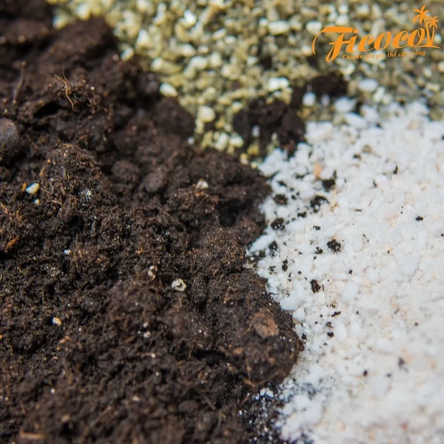 Perlite ficoco 6. 9.31.48 AM.webp