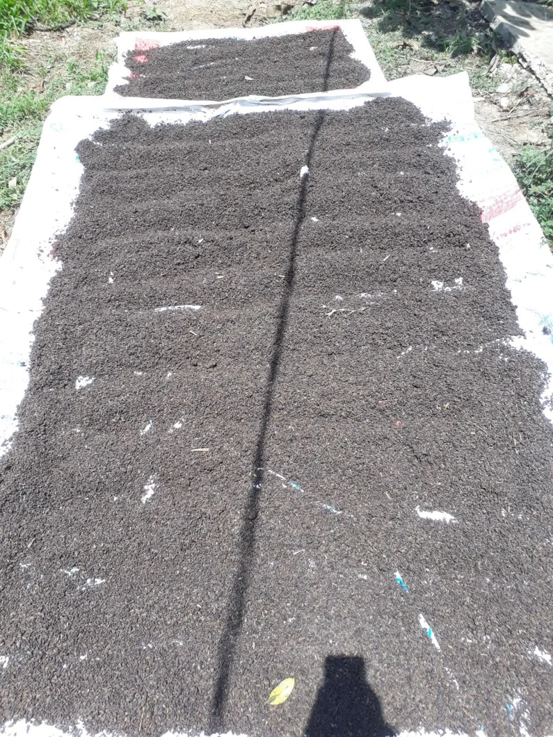 Phân dơi 8-min.webp