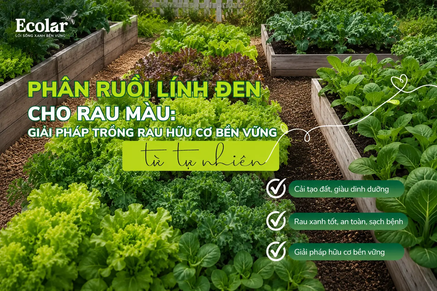 phan-ruoi-linh-den-cho-rau-mau-giai-phap-trong-rau-huu-co-ben-vung_56e13dadd20b4e3e94e4c3c0a1...webp