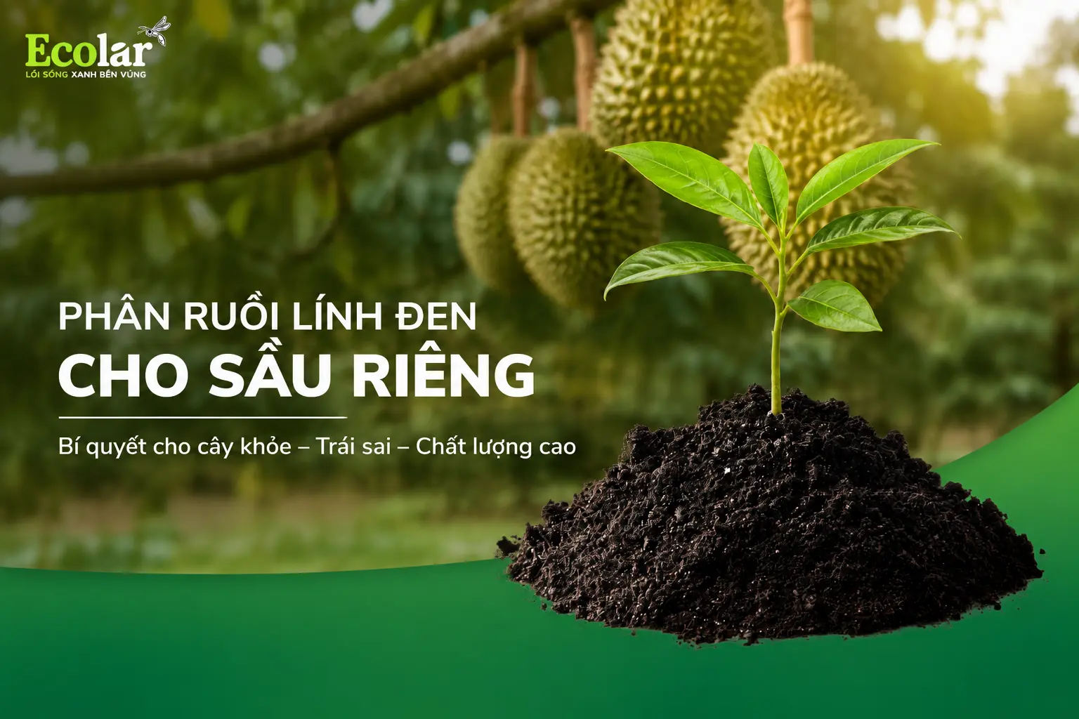 phan-ruoi-linh-den-cho-sau-rieng-giai-phap-nuoi-re-va-cai-tao-dat_45cfed31d667492ebc55371bf80...webp