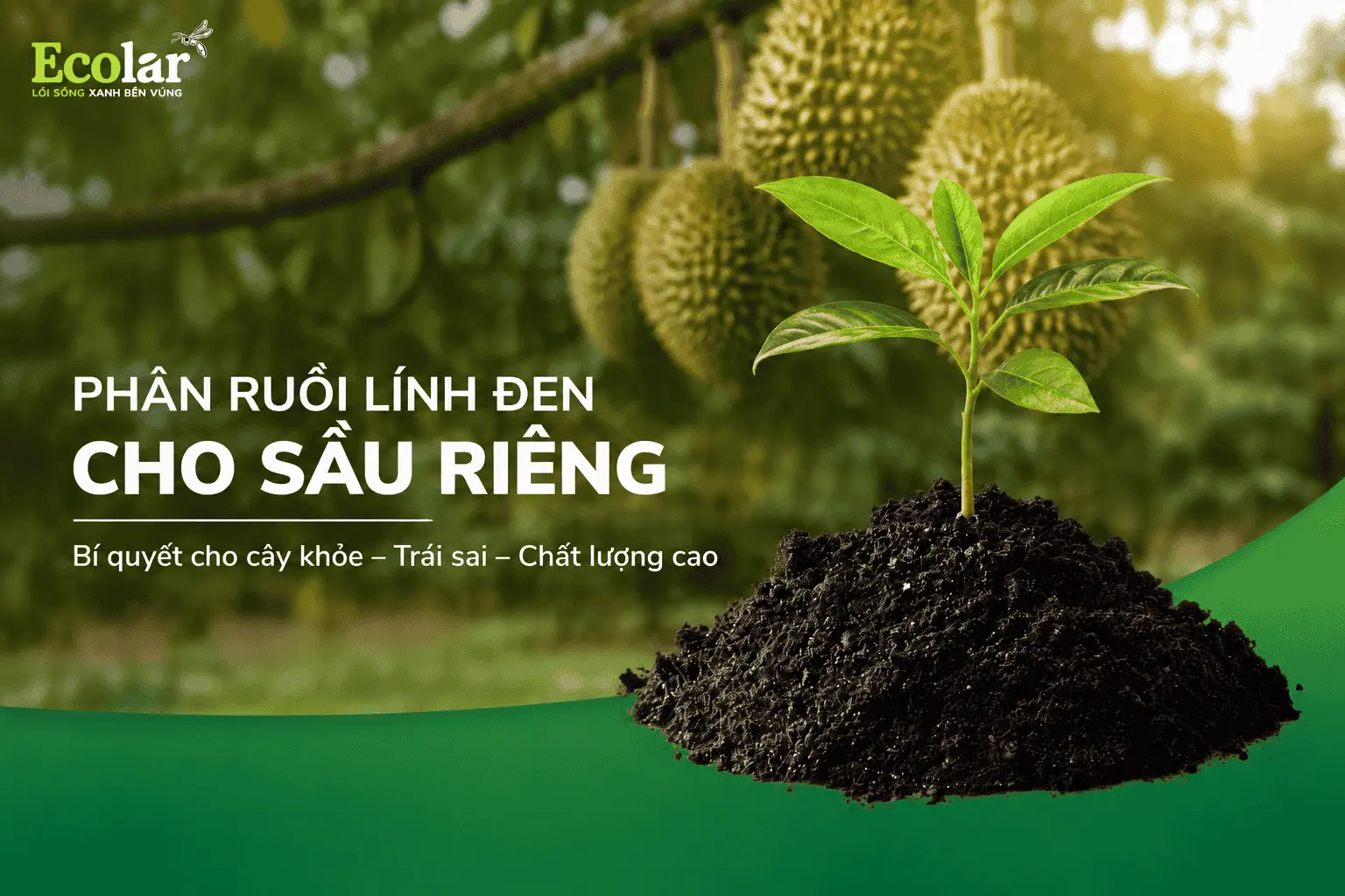 phan-ruoi-linh-den-cho-sau-rieng-giai-phap-nuoi-re-va-cai-tao-dat_45cfed31d667492ebc55371bf80...webp