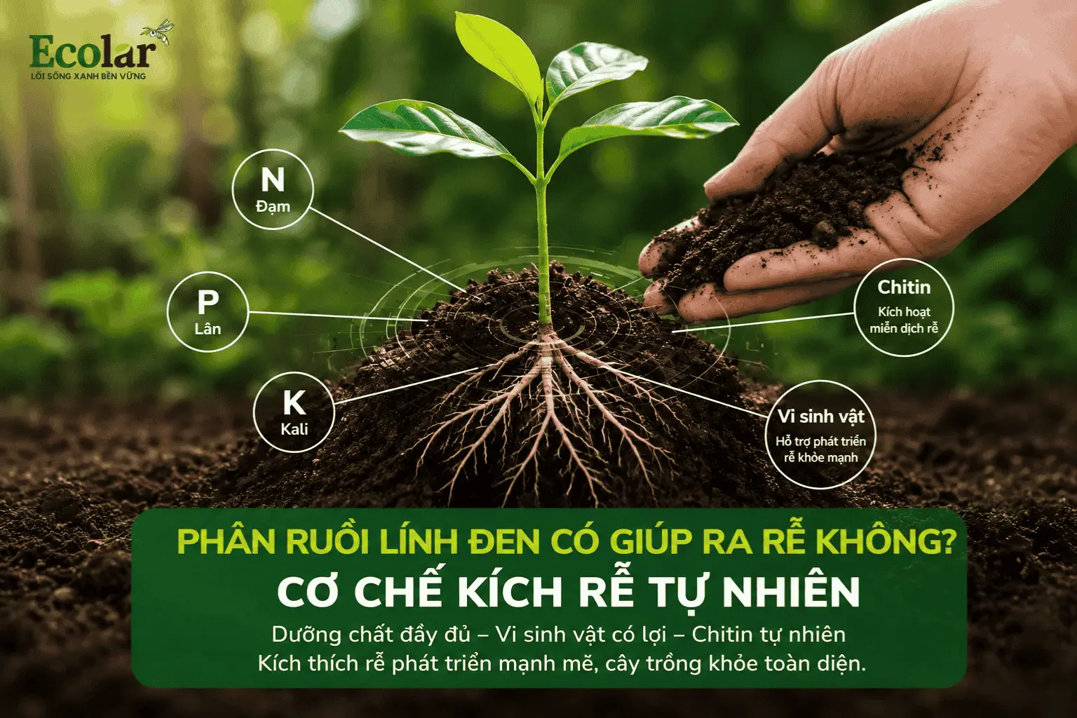 phan-ruoi-linh-den-co-giup-ra-re-khong-co-che-kich-re-tu-nhien_53054767de5e42c08df996d27de91e...webp