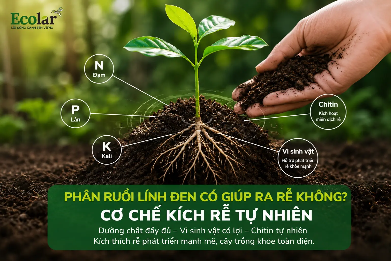 phan-ruoi-linh-den-co-giup-ra-re-khong-co-che-kich-re-tu-nhien_53054767de5e42c08df996d27de91e70.webp